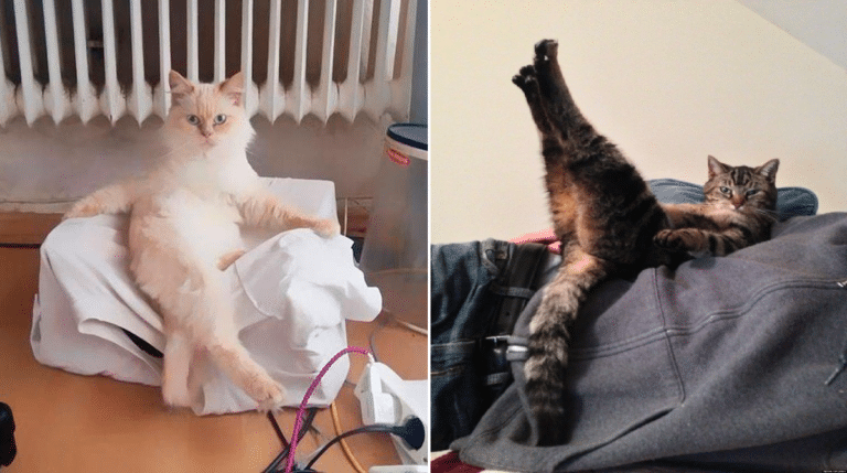 cats-posing-funny