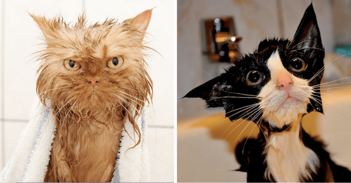 våte-katter-dyr