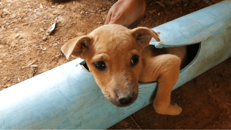 10 rørende redningsaksjoner der mennesker redder dyr