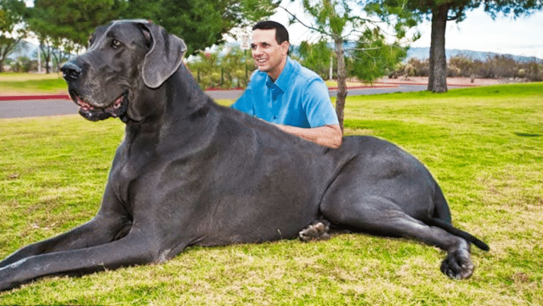 største-store-hunder