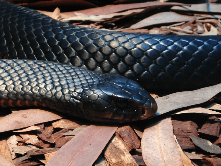 Her er verdens giftigste slanger