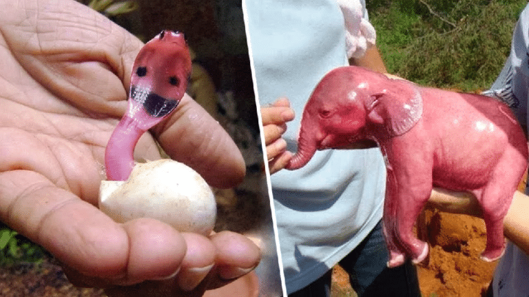 Dette er garantert de søteste nyfødte dyrene du noen gang har sett