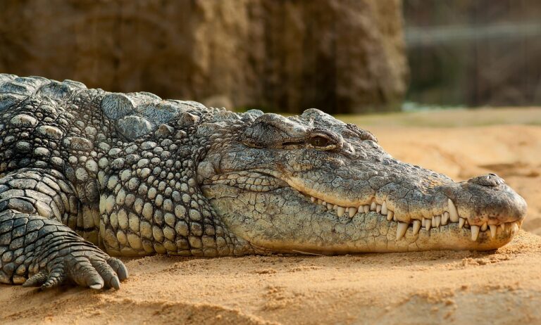 Her er verdens største krokodiller fanget på film
