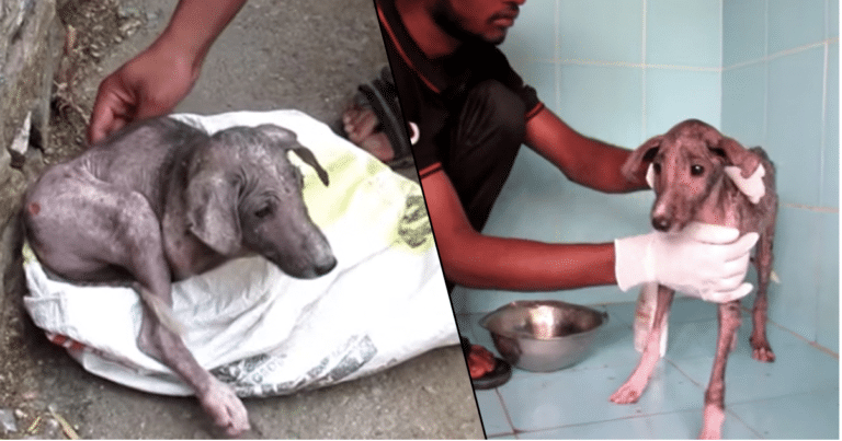 Livredd og med store smerter blir denne hunden reddet til et nytt liv