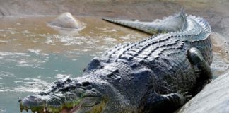 verdens-største-krokodille