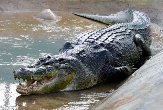 verdens-største-krokodille