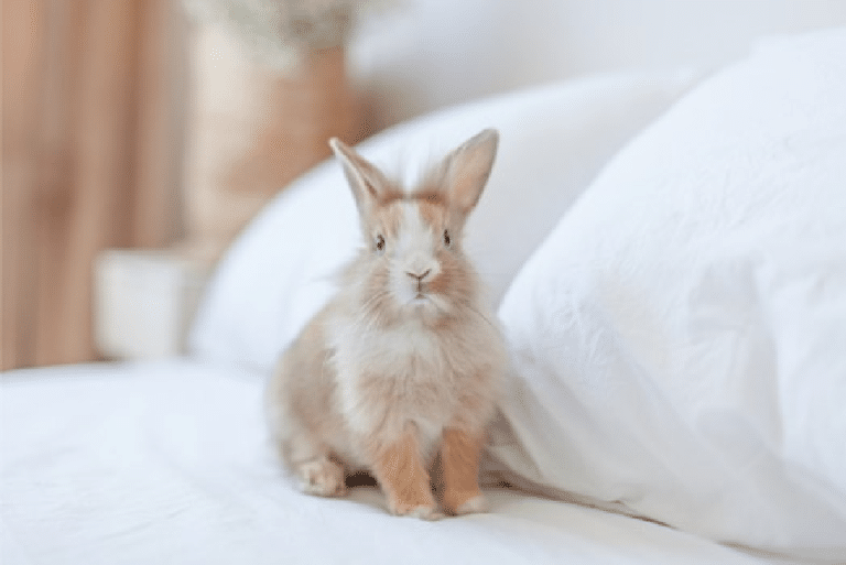 Søt kanin eller kanin i seng?