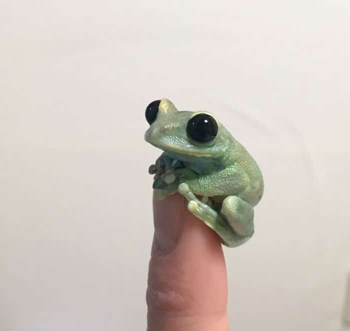 26 små og søte dyr som passer perfekt på fingeren din