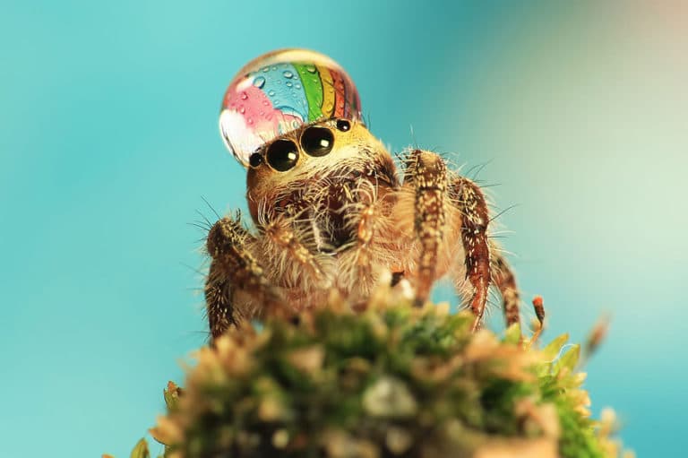 Ekle Edderkopper som blir søte med vanndråper på hodet