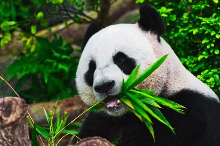 Smattelyder  fra en Panda som er skikkelig søte og IKKE irriterende (Film)
