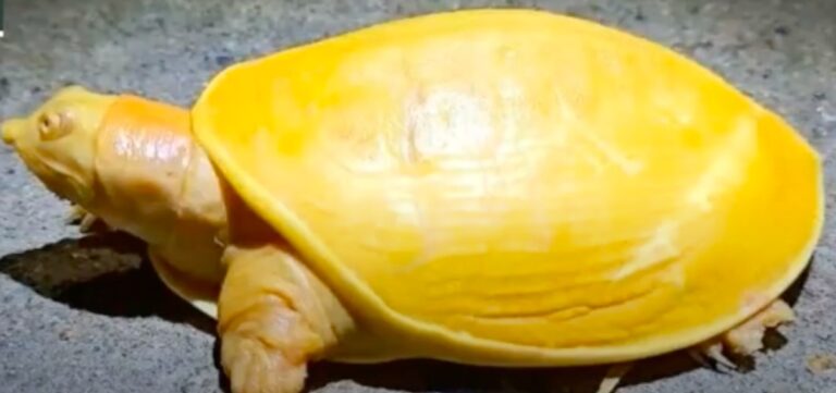 Sjelden albino skilpadde som ser ut som et stykke smeltet ost