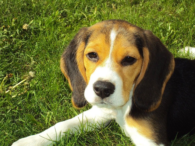 alle-hunderaser-verden-beagle