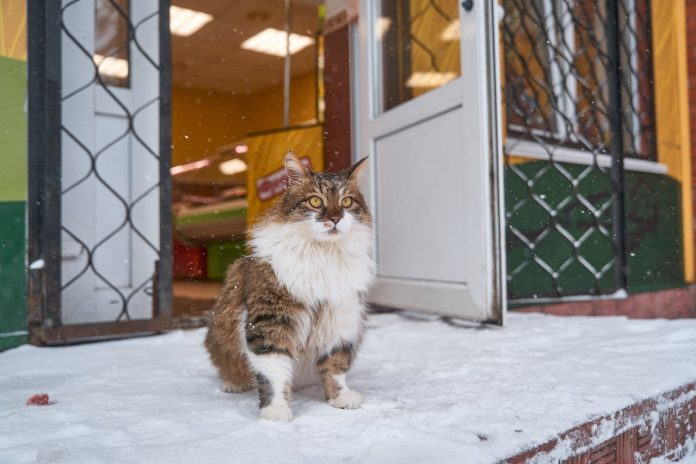 ulemper ved maine coon